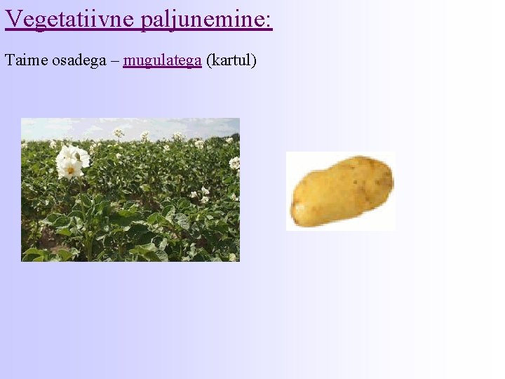 Vegetatiivne paljunemine: Taime osadega – mugulatega (kartul) 