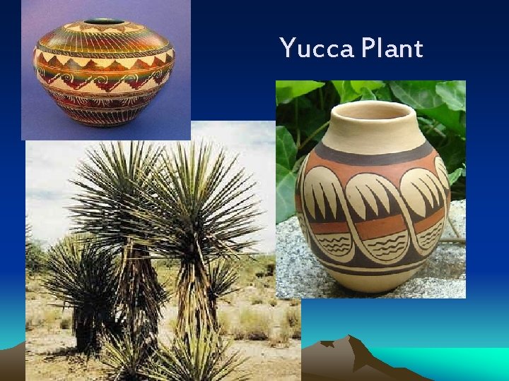 Yucca Plant 