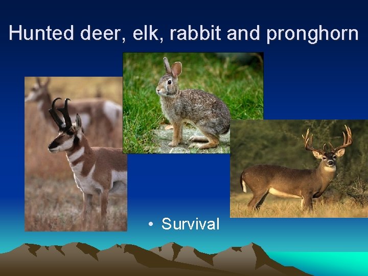 Hunted deer, elk, rabbit and pronghorn • Survival 