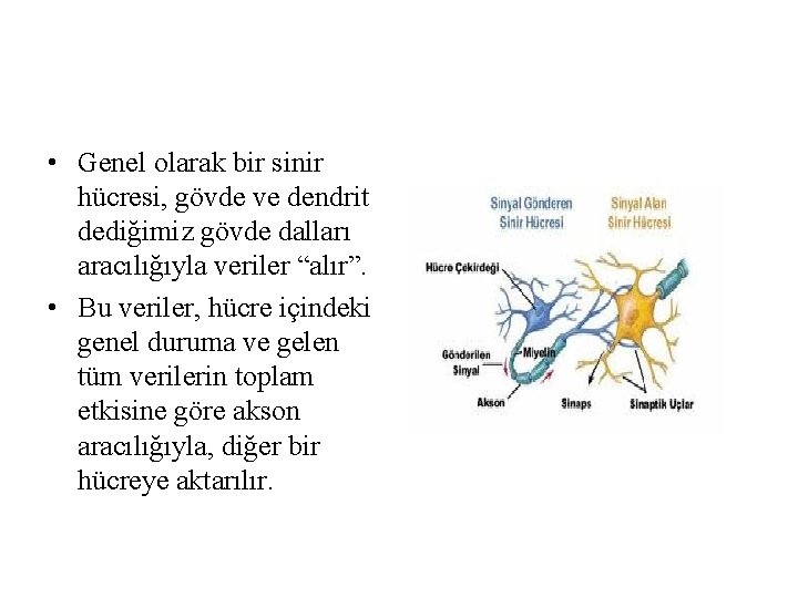 • Genel olarak bir sinir hücresi, gövde ve dendrit dediğimiz gövde dalları aracılığıyla • Genel olarak bir sinir hücresi, gövde ve dendrit dediğimiz gövde dalları aracılığıyla