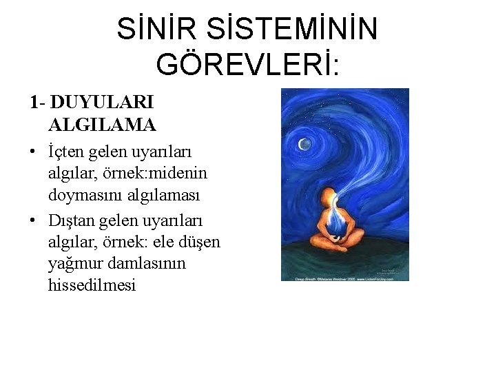 SİNİR SİSTEMİNİN GÖREVLERİ: 1 - DUYULARI ALGILAMA • İçten gelen uyarıları algılar, örnek: midenin SİNİR SİSTEMİNİN GÖREVLERİ: 1 - DUYULARI ALGILAMA • İçten gelen uyarıları algılar, örnek: midenin