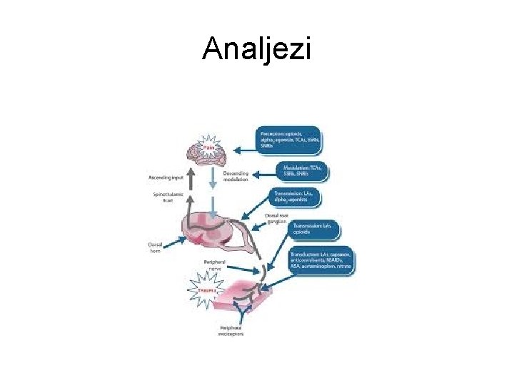 Analjezi Analjezi
