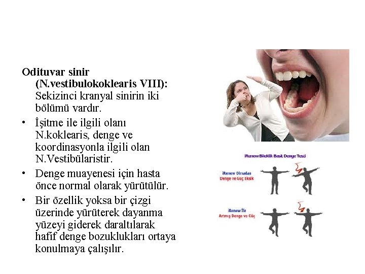 Odituvar sinir (N. vestibulokoklearis VIII): Sekizinci kranyal sinirin iki bölümü vardır. • İşitme ilgili Odituvar sinir (N. vestibulokoklearis VIII): Sekizinci kranyal sinirin iki bölümü vardır. • İşitme ilgili
