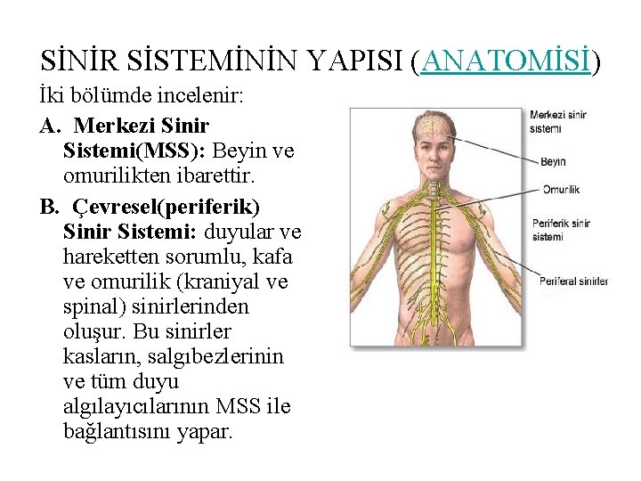SİNİR SİSTEMİNİN YAPISI (ANATOMİSİ) İki bölümde incelenir: A. Merkezi Sinir Sistemi(MSS): Beyin ve omurilikten SİNİR SİSTEMİNİN YAPISI (ANATOMİSİ) İki bölümde incelenir: A. Merkezi Sinir Sistemi(MSS): Beyin ve omurilikten