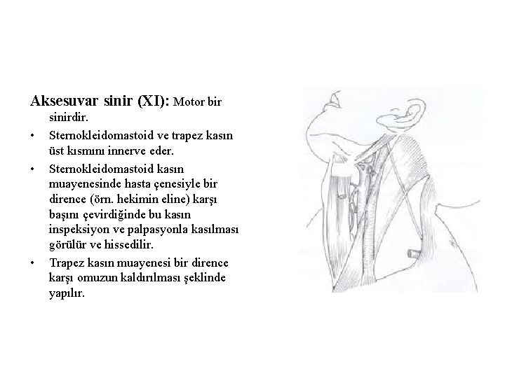 Aksesuvar sinir (XI): Motor bir • • • sinirdir. Sternokleidomastoid ve trapez kasın üst Aksesuvar sinir (XI): Motor bir • • • sinirdir. Sternokleidomastoid ve trapez kasın üst