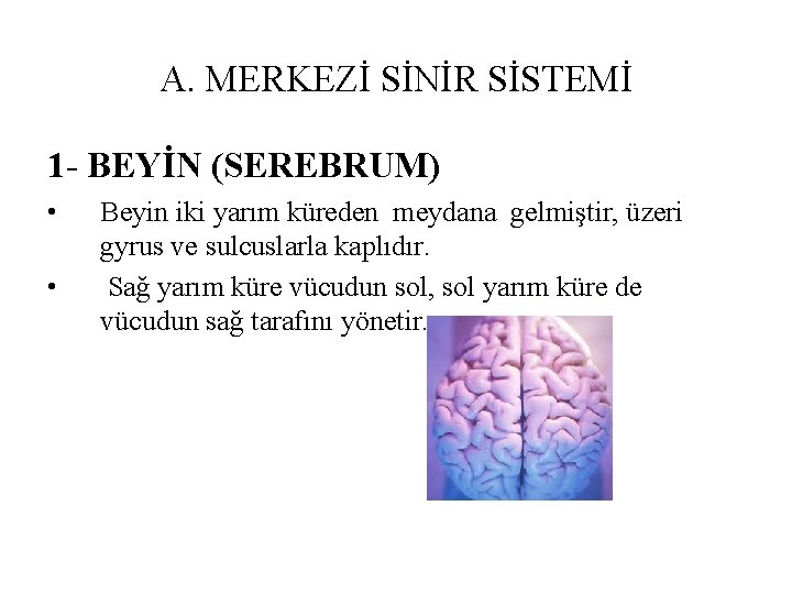 A. MERKEZİ SİNİR SİSTEMİ 1 - BEYİN (SEREBRUM) • • Beyin iki yarım küreden A. MERKEZİ SİNİR SİSTEMİ 1 - BEYİN (SEREBRUM) • • Beyin iki yarım küreden