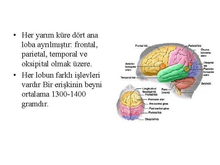 • Her yarım küre dört ana loba ayrılmıştır: frontal, parietal, temporal ve oksipital • Her yarım küre dört ana loba ayrılmıştır: frontal, parietal, temporal ve oksipital