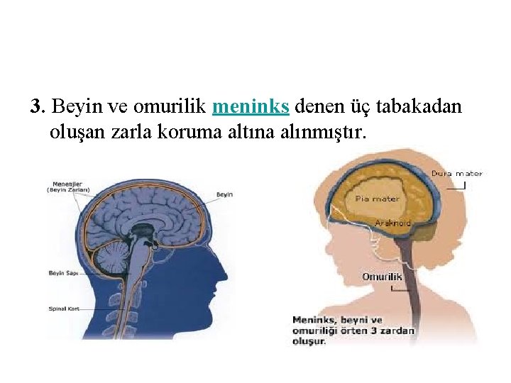 3. Beyin ve omurilik meninks denen üç tabakadan oluşan zarla koruma altına alınmıştır. 3. Beyin ve omurilik meninks denen üç tabakadan oluşan zarla koruma altına alınmıştır.