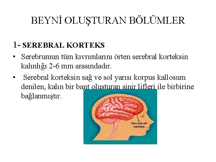 BEYNİ OLUŞTURAN BÖLÜMLER 1 - SEREBRAL KORTEKS • Serebrumun tüm kıvrımlarını örten serebral korteksin BEYNİ OLUŞTURAN BÖLÜMLER 1 - SEREBRAL KORTEKS • Serebrumun tüm kıvrımlarını örten serebral korteksin