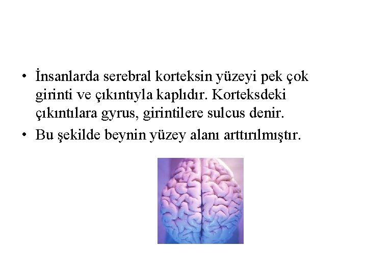 • İnsanlarda serebral korteksin yüzeyi pek çok girinti ve çıkıntıyla kaplıdır. Korteksdeki çıkıntılara • İnsanlarda serebral korteksin yüzeyi pek çok girinti ve çıkıntıyla kaplıdır. Korteksdeki çıkıntılara