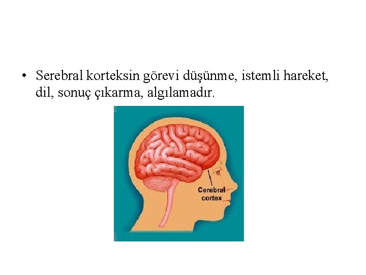 • Serebral korteksin görevi düşünme, istemli hareket, dil, sonuç çıkarma, algılamadır. • Serebral korteksin görevi düşünme, istemli hareket, dil, sonuç çıkarma, algılamadır.