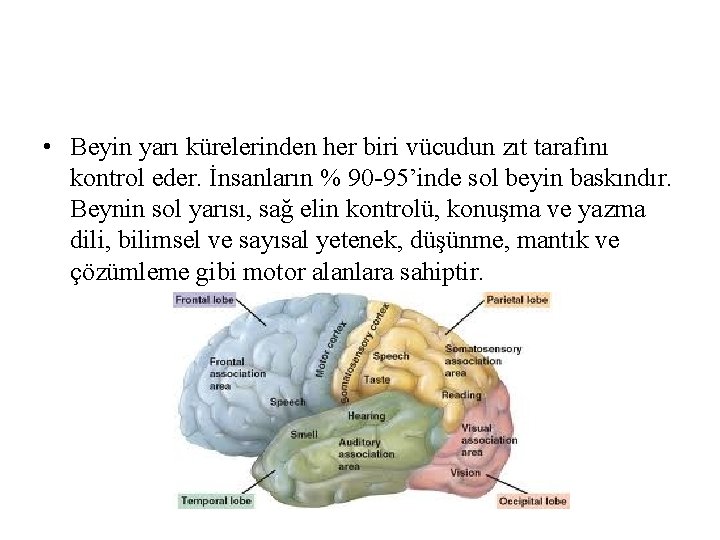 • Beyin yarı kürelerinden her biri vücudun zıt tarafını kontrol eder. İnsanların % • Beyin yarı kürelerinden her biri vücudun zıt tarafını kontrol eder. İnsanların %