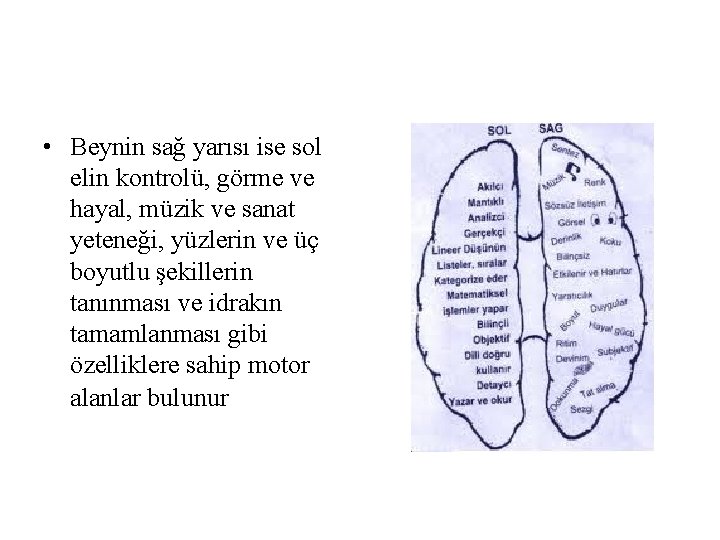 • Beynin sağ yarısı ise sol elin kontrolü, görme ve hayal, müzik ve • Beynin sağ yarısı ise sol elin kontrolü, görme ve hayal, müzik ve