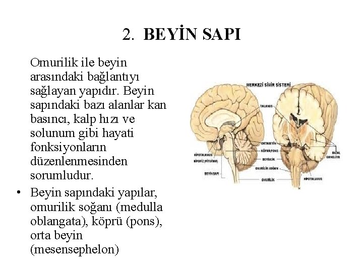 2. BEYİN SAPI Omurilik ile beyin arasındaki bağlantıyı sağlayan yapıdır. Beyin sapındaki bazı alanlar 2. BEYİN SAPI Omurilik ile beyin arasındaki bağlantıyı sağlayan yapıdır. Beyin sapındaki bazı alanlar