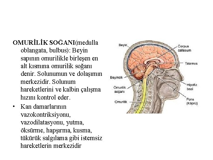 OMURİLİK SOĞANI(medulla oblangata, bulbus): Beyin sapının omurilikle birleşen en alt kısmına omurilik soğanı denir. OMURİLİK SOĞANI(medulla oblangata, bulbus): Beyin sapının omurilikle birleşen en alt kısmına omurilik soğanı denir.