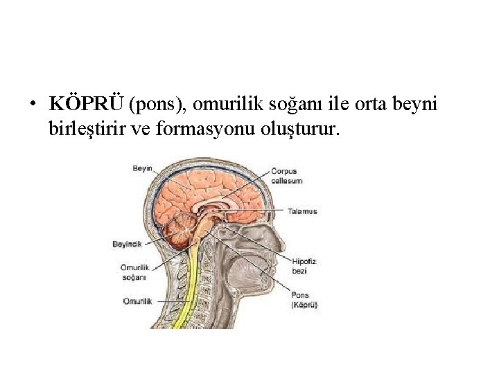 • KÖPRÜ (pons), omurilik soğanı ile orta beyni birleştirir ve formasyonu oluşturur. • KÖPRÜ (pons), omurilik soğanı ile orta beyni birleştirir ve formasyonu oluşturur.