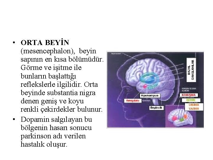 • ORTA BEYİN (mesencephalon), beyin sapının en kısa bölümüdür. Görme ve işitme ile • ORTA BEYİN (mesencephalon), beyin sapının en kısa bölümüdür. Görme ve işitme ile
