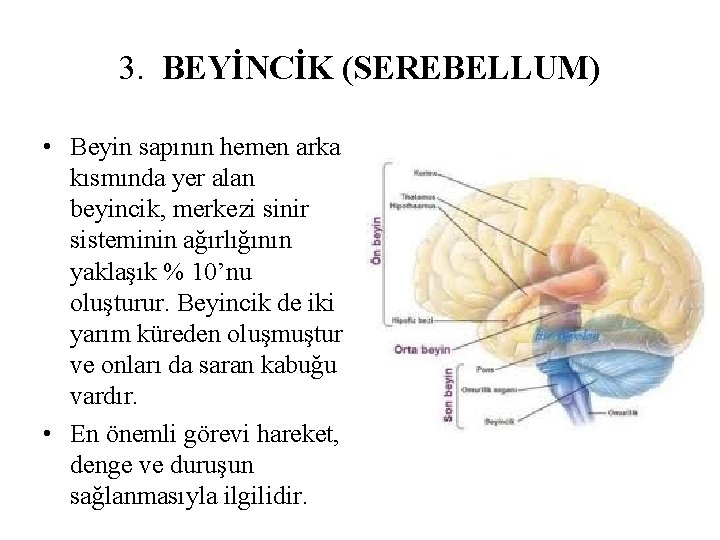 3. BEYİNCİK (SEREBELLUM) • Beyin sapının hemen arka kısmında yer alan beyincik, merkezi sinir 3. BEYİNCİK (SEREBELLUM) • Beyin sapının hemen arka kısmında yer alan beyincik, merkezi sinir