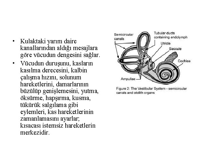 • Kulaktaki yarım daire kanallarından aldığı mesajlara göre vücudun dengesini sağlar. • Vücudun • Kulaktaki yarım daire kanallarından aldığı mesajlara göre vücudun dengesini sağlar. • Vücudun