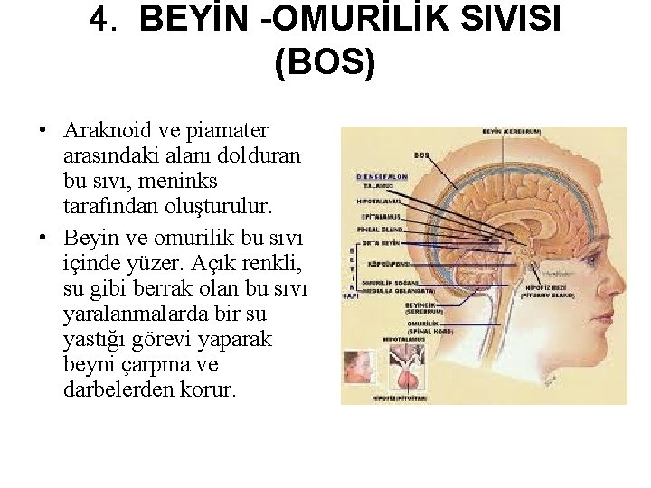 4. BEYİN -OMURİLİK SIVISI (BOS) • Araknoid ve piamater arasındaki alanı dolduran bu sıvı, 4. BEYİN -OMURİLİK SIVISI (BOS) • Araknoid ve piamater arasındaki alanı dolduran bu sıvı,