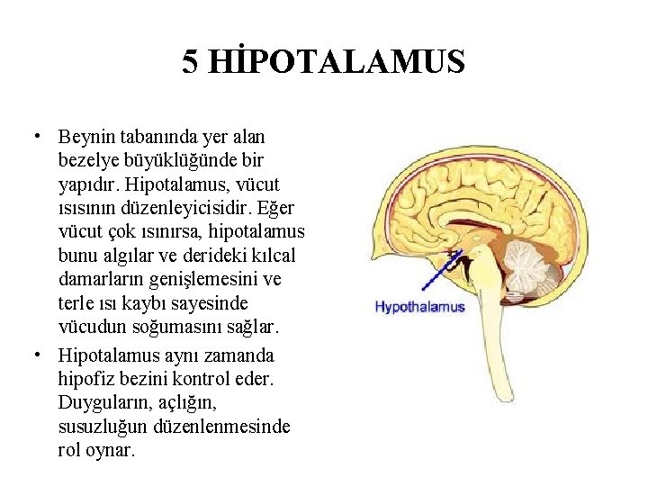 5 HİPOTALAMUS • Beynin tabanında yer alan bezelye büyüklüğünde bir yapıdır. Hipotalamus, vücut ısısının 5 HİPOTALAMUS • Beynin tabanında yer alan bezelye büyüklüğünde bir yapıdır. Hipotalamus, vücut ısısının