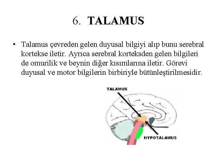 6. TALAMUS • Talamus çevreden gelen duyusal bilgiyi alıp bunu serebral kortekse iletir. Ayrıca 6. TALAMUS • Talamus çevreden gelen duyusal bilgiyi alıp bunu serebral kortekse iletir. Ayrıca