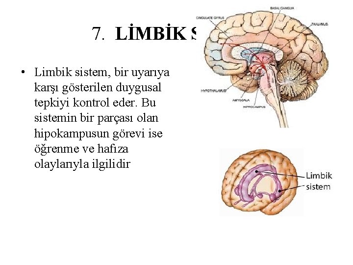 7. LİMBİK SİSTEM • Limbik sistem, bir uyarıya karşı gösterilen duygusal tepkiyi kontrol eder. 7. LİMBİK SİSTEM • Limbik sistem, bir uyarıya karşı gösterilen duygusal tepkiyi kontrol eder.
