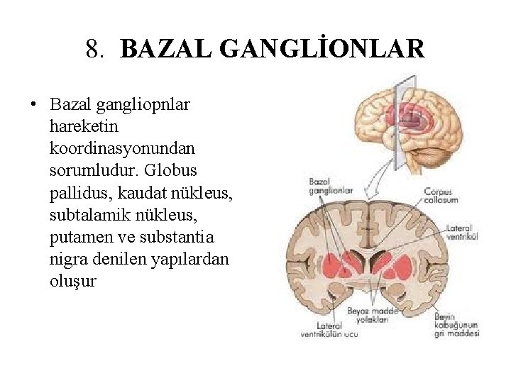 8. BAZAL GANGLİONLAR • Bazal gangliopnlar hareketin koordinasyonundan sorumludur. Globus pallidus, kaudat nükleus, subtalamik 8. BAZAL GANGLİONLAR • Bazal gangliopnlar hareketin koordinasyonundan sorumludur. Globus pallidus, kaudat nükleus, subtalamik
