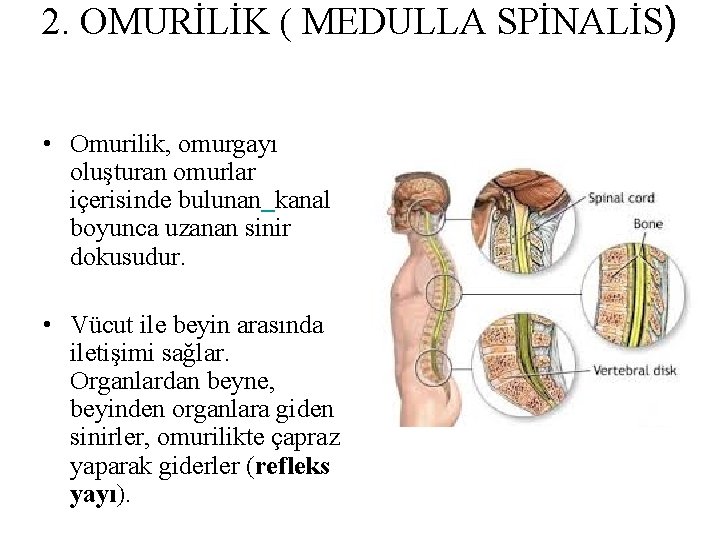 2. OMURİLİK ( MEDULLA SPİNALİS) • Omurilik, omurgayı oluşturan omurlar içerisinde bulunan kanal boyunca 2. OMURİLİK ( MEDULLA SPİNALİS) • Omurilik, omurgayı oluşturan omurlar içerisinde bulunan kanal boyunca