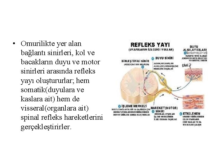 • Omurilikte yer alan bağlantı sinirleri, kol ve bacakların duyu ve motor sinirleri • Omurilikte yer alan bağlantı sinirleri, kol ve bacakların duyu ve motor sinirleri