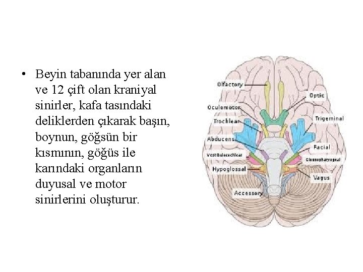 • Beyin tabanında yer alan ve 12 çift olan kraniyal sinirler, kafa tasındaki • Beyin tabanında yer alan ve 12 çift olan kraniyal sinirler, kafa tasındaki