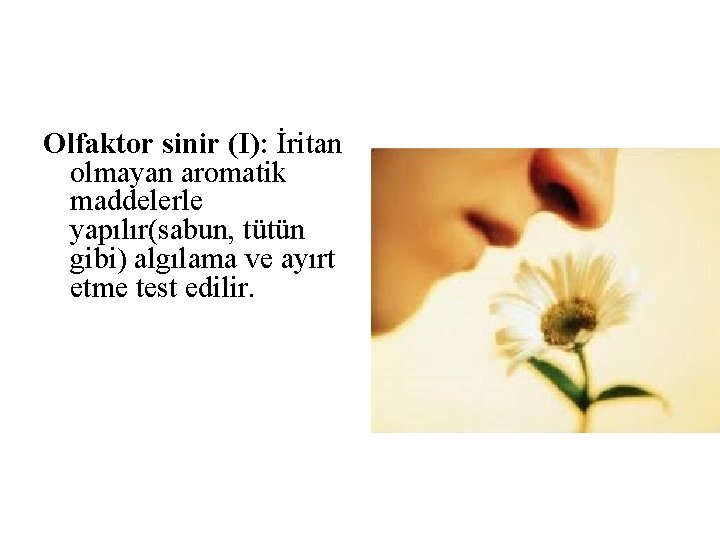Olfaktor sinir (I): İritan olmayan aromatik maddelerle yapılır(sabun, tütün gibi) algılama ve ayırt etme Olfaktor sinir (I): İritan olmayan aromatik maddelerle yapılır(sabun, tütün gibi) algılama ve ayırt etme