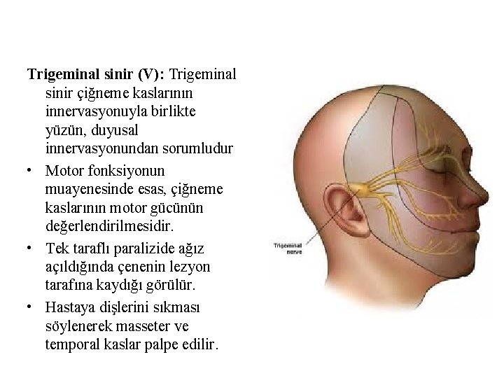 Trigeminal sinir (V): Trigeminal sinir çiğneme kaslarının innervasyonuyla birlikte yüzün, duyusal innervasyonundan sorumludur • Trigeminal sinir (V): Trigeminal sinir çiğneme kaslarının innervasyonuyla birlikte yüzün, duyusal innervasyonundan sorumludur •