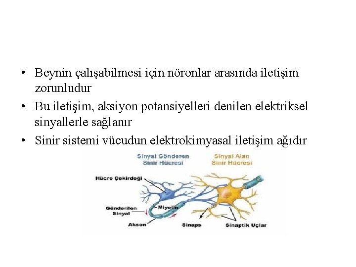 • Beynin çalışabilmesi için nöronlar arasında iletişim zorunludur • Bu iletişim, aksiyon potansiyelleri • Beynin çalışabilmesi için nöronlar arasında iletişim zorunludur • Bu iletişim, aksiyon potansiyelleri