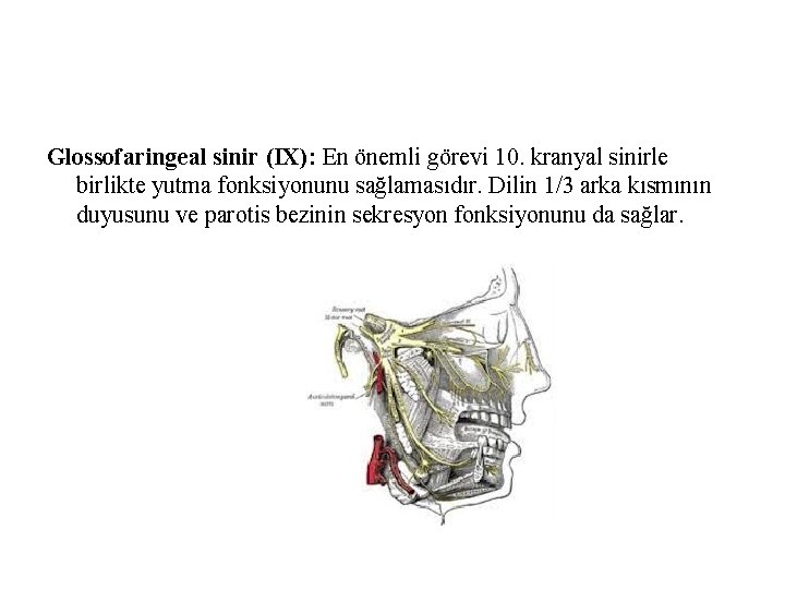 Glossofaringeal sinir (IX): En önemli görevi 10. kranyal sinirle birlikte yutma fonksiyonunu sağlamasıdır. Dilin Glossofaringeal sinir (IX): En önemli görevi 10. kranyal sinirle birlikte yutma fonksiyonunu sağlamasıdır. Dilin