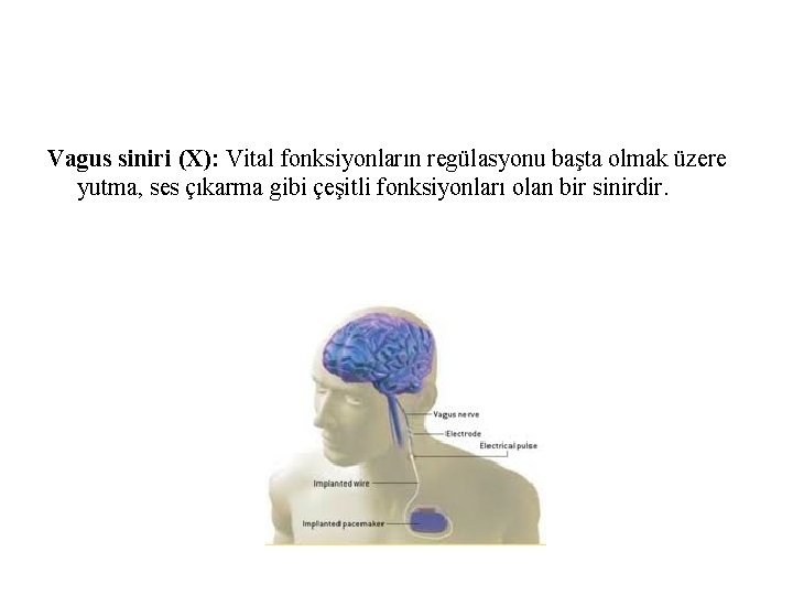 Vagus siniri (X): Vital fonksiyonların regülasyonu başta olmak üzere yutma, ses çıkarma gibi çeşitli Vagus siniri (X): Vital fonksiyonların regülasyonu başta olmak üzere yutma, ses çıkarma gibi çeşitli