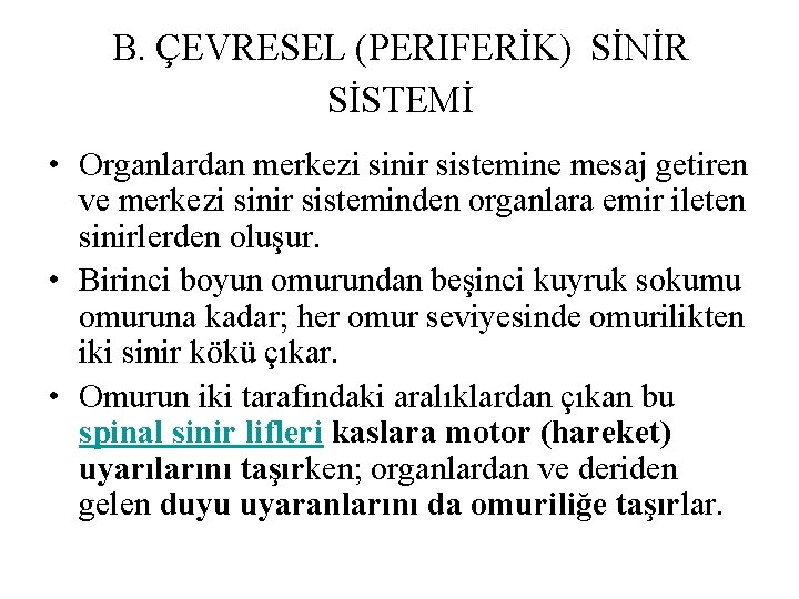 B. ÇEVRESEL (PERIFERİK) SİNİR SİSTEMİ • Organlardan merkezi sinir sistemine mesaj getiren ve merkezi B. ÇEVRESEL (PERIFERİK) SİNİR SİSTEMİ • Organlardan merkezi sinir sistemine mesaj getiren ve merkezi