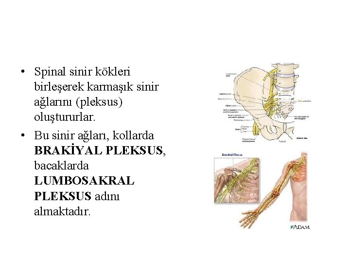 • Spinal sinir kökleri birleşerek karmaşık sinir ağlarını (pleksus) oluştururlar. • Bu sinir • Spinal sinir kökleri birleşerek karmaşık sinir ağlarını (pleksus) oluştururlar. • Bu sinir