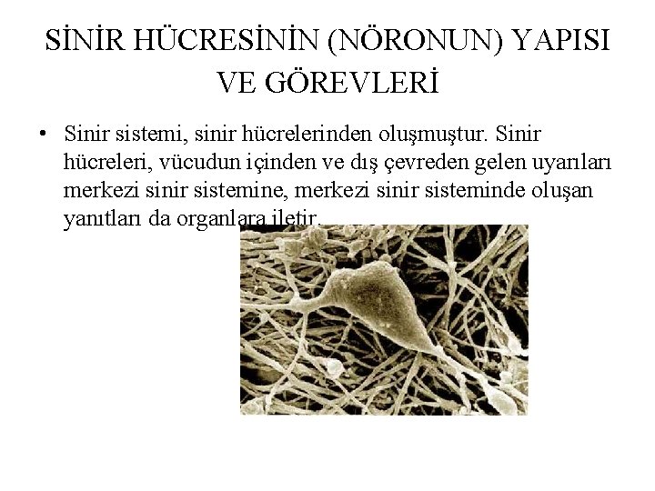 SİNİR HÜCRESİNİN (NÖRONUN) YAPISI VE GÖREVLERİ • Sinir sistemi, sinir hücrelerinden oluşmuştur. Sinir hücreleri, SİNİR HÜCRESİNİN (NÖRONUN) YAPISI VE GÖREVLERİ • Sinir sistemi, sinir hücrelerinden oluşmuştur. Sinir hücreleri,