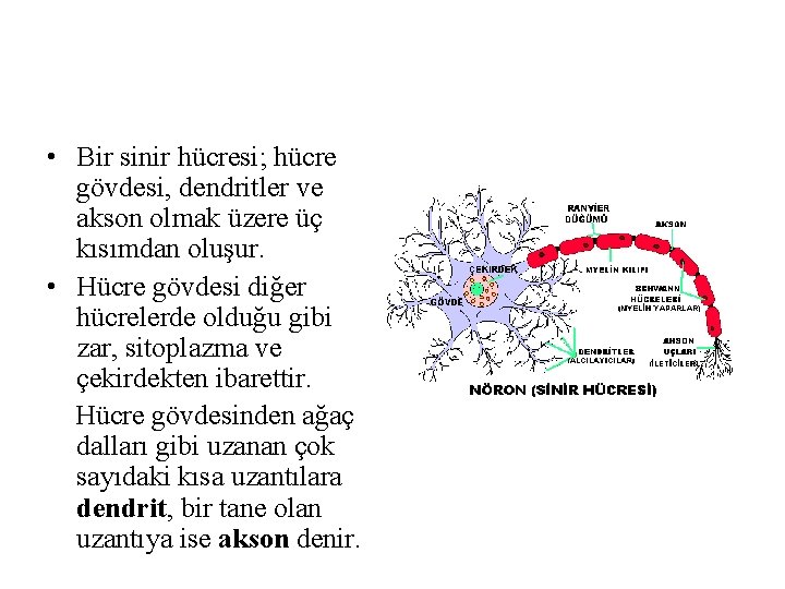 • Bir sinir hücresi; hücre gövdesi, dendritler ve akson olmak üzere üç kısımdan • Bir sinir hücresi; hücre gövdesi, dendritler ve akson olmak üzere üç kısımdan