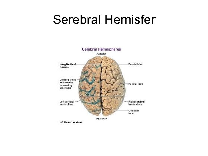Serebral Hemisfer Serebral Hemisfer