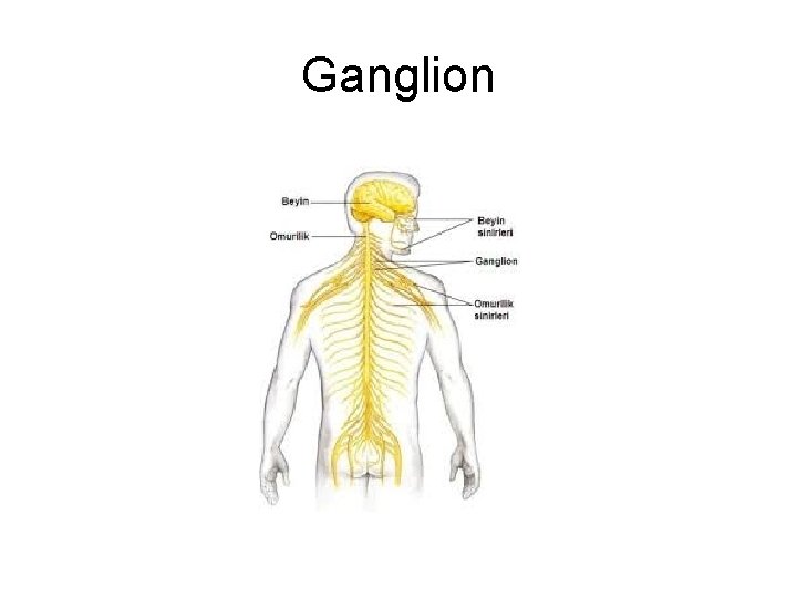 Ganglion Ganglion