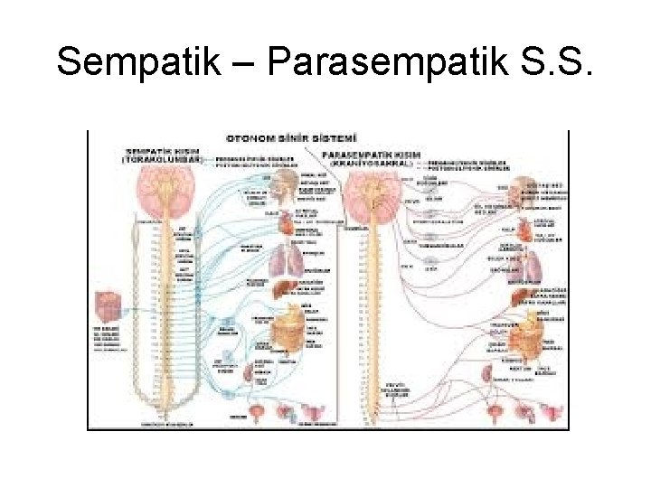Sempatik – Parasempatik S. S. Sempatik – Parasempatik S. S.