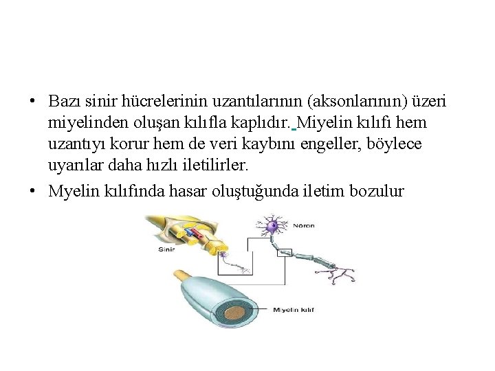 • Bazı sinir hücrelerinin uzantılarının (aksonlarının) üzeri miyelinden oluşan kılıfla kaplıdır. Miyelin kılıfı • Bazı sinir hücrelerinin uzantılarının (aksonlarının) üzeri miyelinden oluşan kılıfla kaplıdır. Miyelin kılıfı