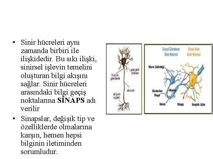 • Sinir hücreleri aynı zamanda birbiri ile ilişkidedir. Bu sıkı ilişki, sinirsel işlevin • Sinir hücreleri aynı zamanda birbiri ile ilişkidedir. Bu sıkı ilişki, sinirsel işlevin