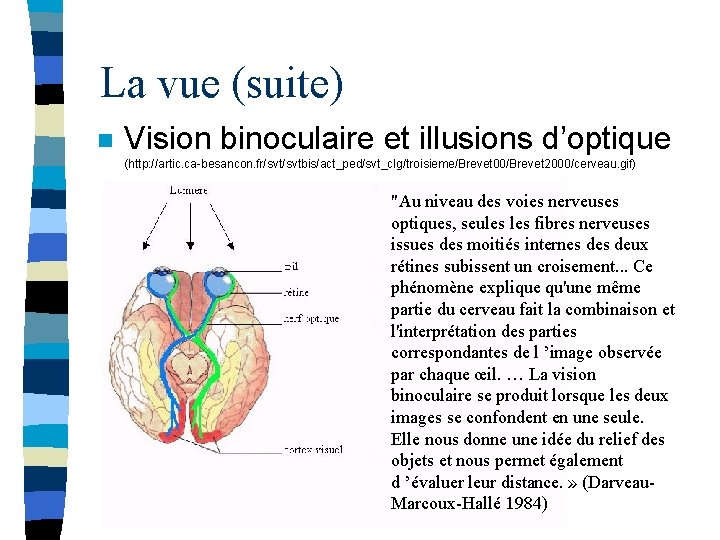 La vue (suite) n Vision binoculaire et illusions d’optique (http: //artic. ca-besancon. fr/svtbis/act_ped/svt_clg/troisieme/Brevet 00/Brevet