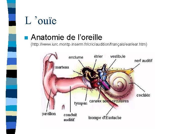 L ’ouïe n Anatomie de l’oreille (http: //www. iurc. montp. inserm. fr/cric/audition/français/ear. htm) 