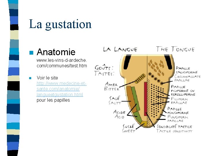 La gustation n Anatomie www. les-vins-d-ardeche. com/communes/test. htm n Voir le site http: //www.