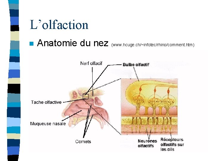 L’olfaction n Anatomie du nez (www. hcuge. ch/~infotec/rhino/comment. htm) 