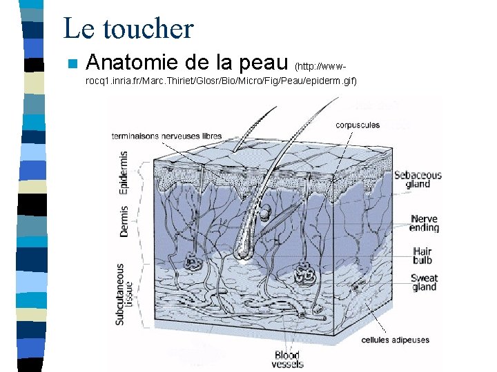 Le toucher n Anatomie de la peau (http: //wwwrocq 1. inria. fr/Marc. Thiriet/Glosr/Bio/Micro/Fig/Peau/epiderm. gif)